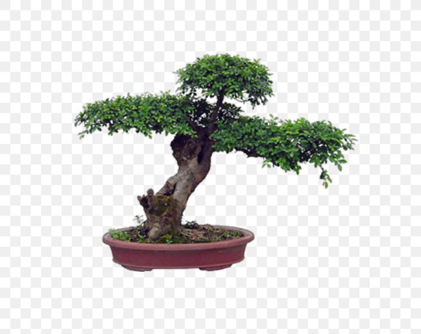 Chinese Sweet Plum Flowerpot Bonsai Penjing Ornamental Plant, PNG, 650x650px, Chinese Sweet Plum, Bonsai, Chinese Garden, Flowerpot, Garden Download Free