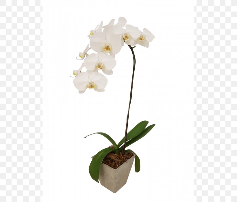 Moth Orchids Cattleya Orchids Cut Flowers, PNG, 700x700px, Moth Orchids, Artificial Flower, Cattleya, Cattleya Orchids, Com Download Free