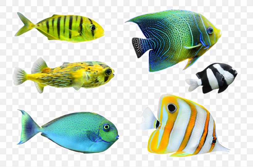 Tropical Fish Desktop Wallpaper Photography, PNG, 1100x727px, Fish, Aquarium Decor, Coral Reef Fish, Fauna, Highdefinition Television Download Free