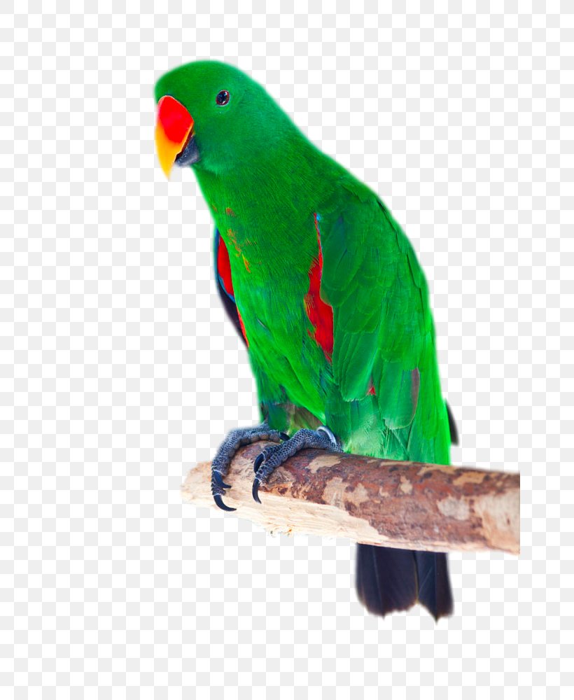 Eclectus Parrot Bird Cockatoo Red-winged Parrot Stock Photography, PNG, 667x1000px, Eclectus Parrot, Beak, Bird, Blueandyellow Macaw, Cactus Wren Download Free