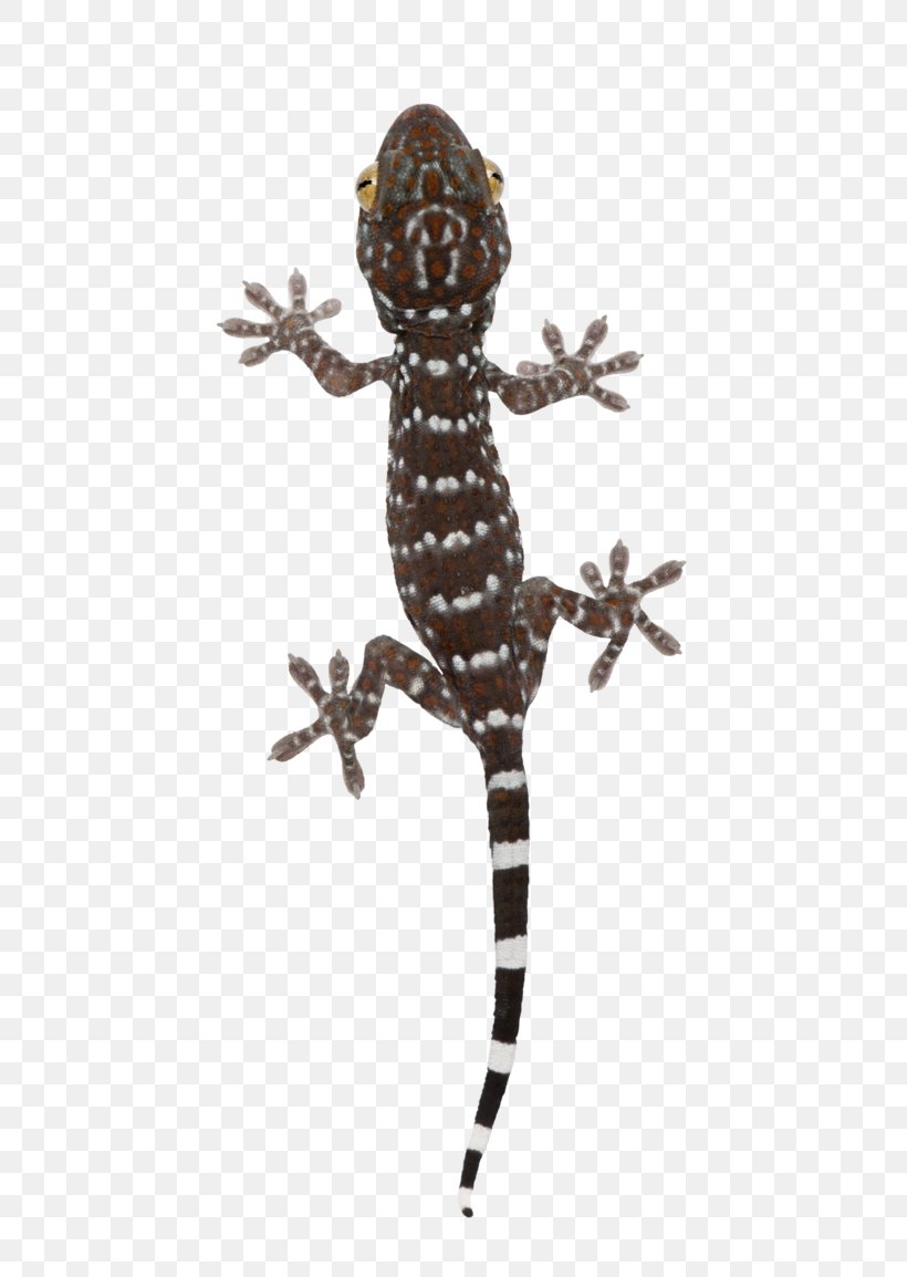 Reptile Tokay Gecko Lizard Common Leopard Gecko, PNG, 692x1154px, Reptile, Animal, Common Leopard Gecko, Gecko, Geckos Download Free