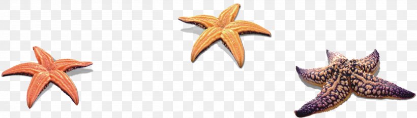 Starfish Seashell, PNG, 2715x772px, Starfish, Beach, Color, Echinoderm, Fivepointed Star Download Free