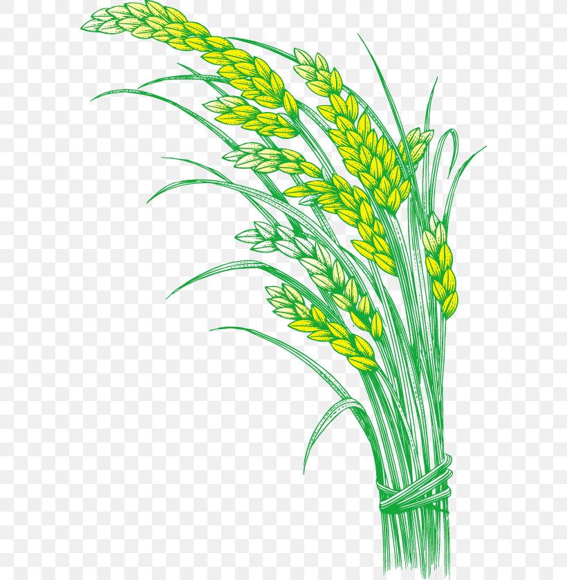 Rice Oryza Sativa Five Grains, PNG, 588x839px, Rice, Caryopsis ...