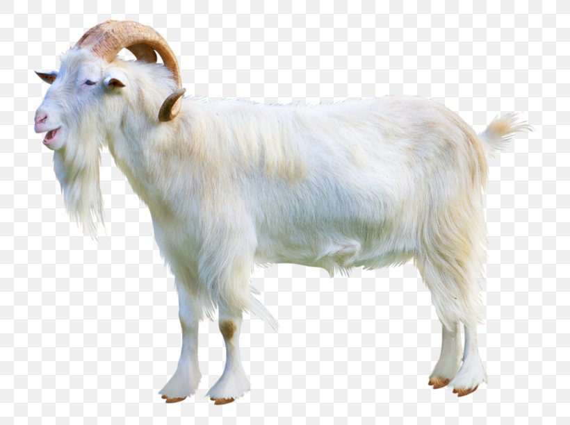 Sheep–goat Hybrid Cattle Ahuntz Sheep–goat Hybrid, PNG, 800x612px, Goat, Ahuntz, Animal Figure, Animal Husbandry, Bouc Download Free