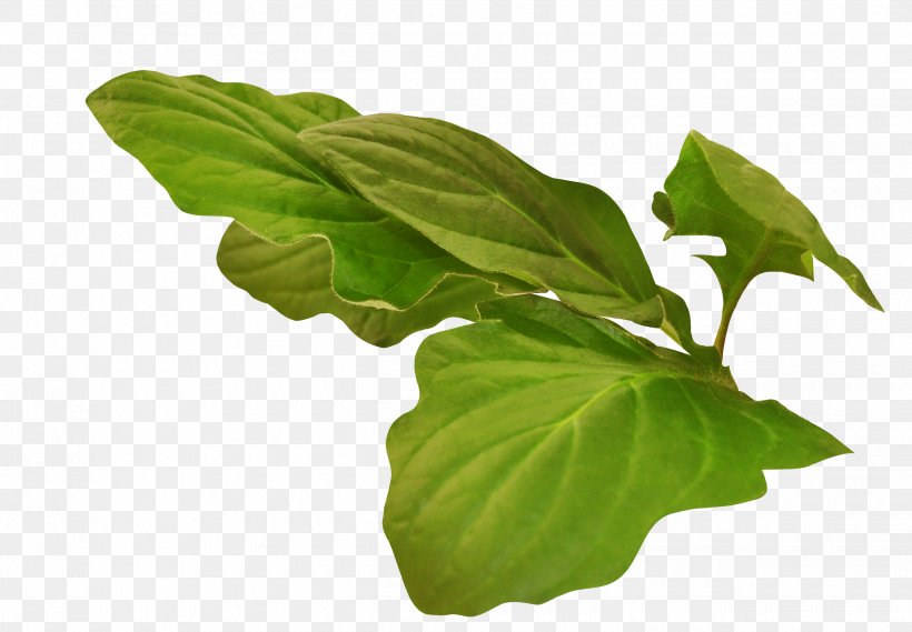 Basil Leaf Plant Stem Tree, PNG, 2500x1735px, Basil, Herb, Leaf, Leaf Vegetable, Plant Download Free