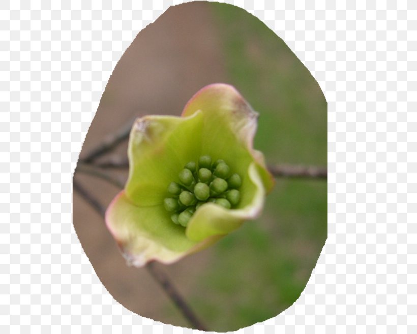 Close-up Fruit, PNG, 536x658px, Closeup, Bud, Fruit Download Free