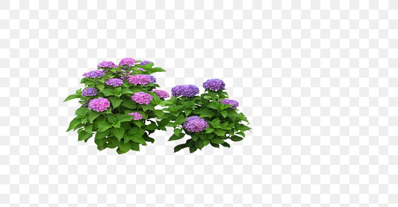 Hydrangea Flower Computer File, PNG, 600x427px, Hydrangea, Annual Plant, Chrysanths, Cut Flowers, Data Download Free
