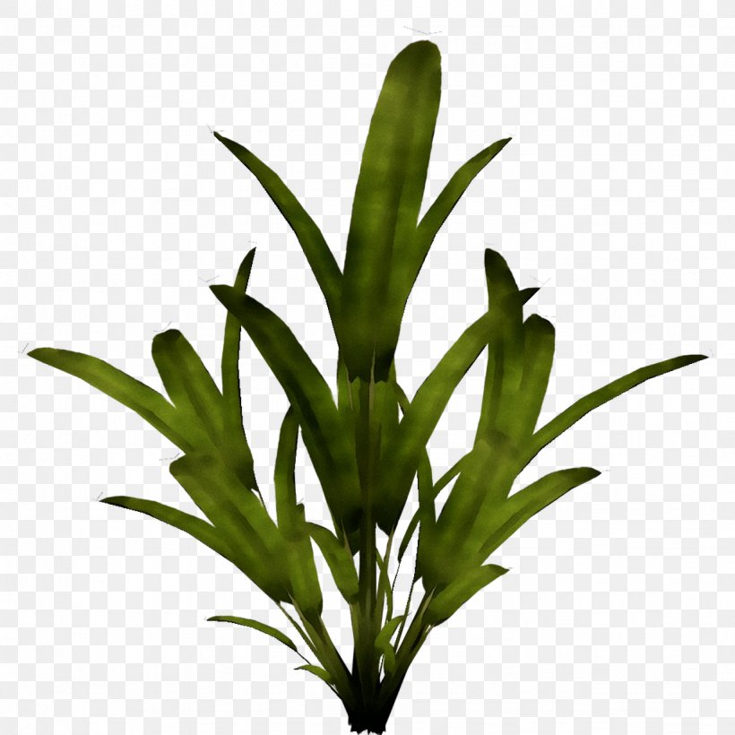 Leaf Plant Stem Flower Grasses Herb, PNG, 1228x1228px, Leaf, Botany, Flower, Flowering Plant, Grasses Download Free