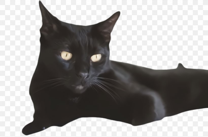Cat Black Cat Small To Medium-sized Cats Black Bombay, PNG, 2000x1324px, Cat, Black, Black Cat, Bombay, Havana Brown Download Free