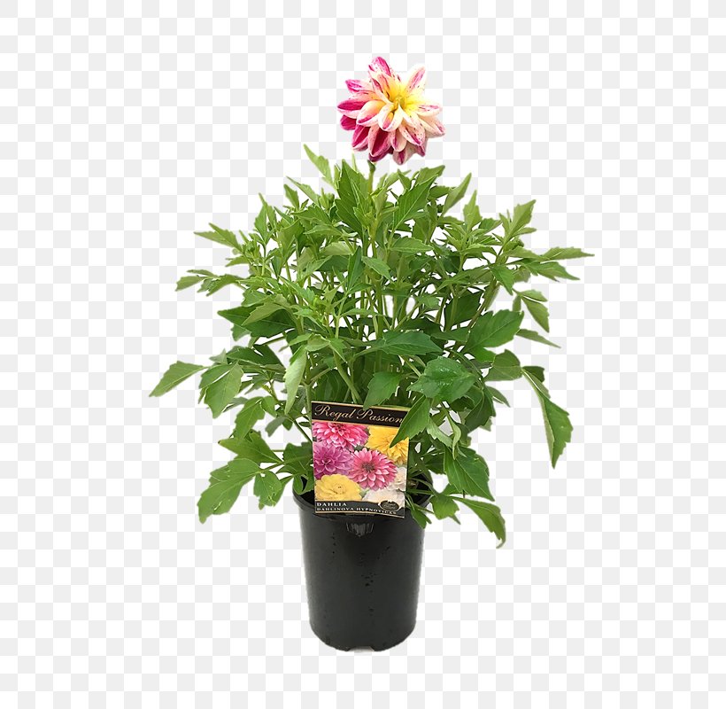 Cut Flowers Flowerpot Houseplant Herb Annual Plant, PNG, 800x800px, Cut Flowers, Annual Plant, Family, Family Film, Flower Download Free