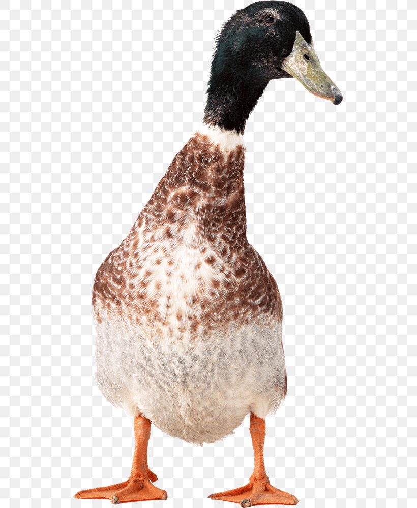 Duck Goose, PNG, 533x1000px, Duck, Beak, Bird, Ducks Geese And Swans, Fauna Download Free
