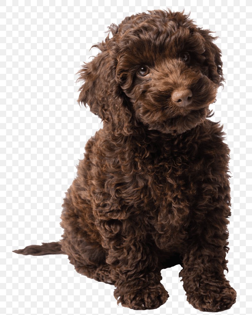 Molly's Story: A Dog's Purpose Novel A Dog's Journey Labradoodle Poodle, PNG, 759x1024px, Labradoodle, American Water Spaniel, Audible, Audiobook, Author Download Free