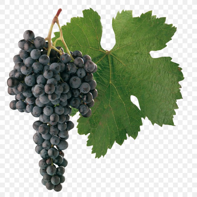 Sultana Merlot Cabernet Sauvignon Sauvignon Blanc Wine, PNG, 1024x1024px, Sultana, Agiorgitiko, Cabernet Sauvignon, Common Grape Vine, Flowering Plant Download Free