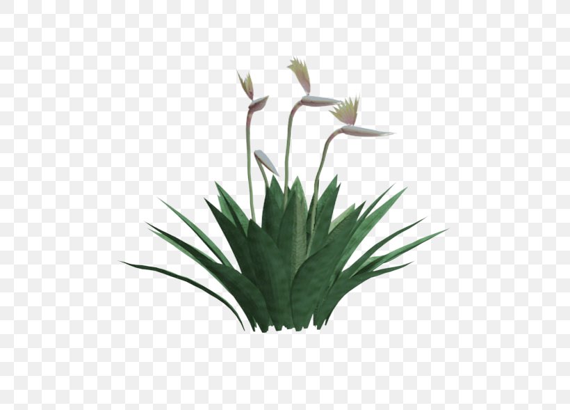 Yucca Faxoniana Strelitzia Reginae Plant Shrub Yucca Gloriosa, PNG, 585x589px, Yucca Faxoniana, Agave, Aloe, Aloe Vera, Flower Download Free