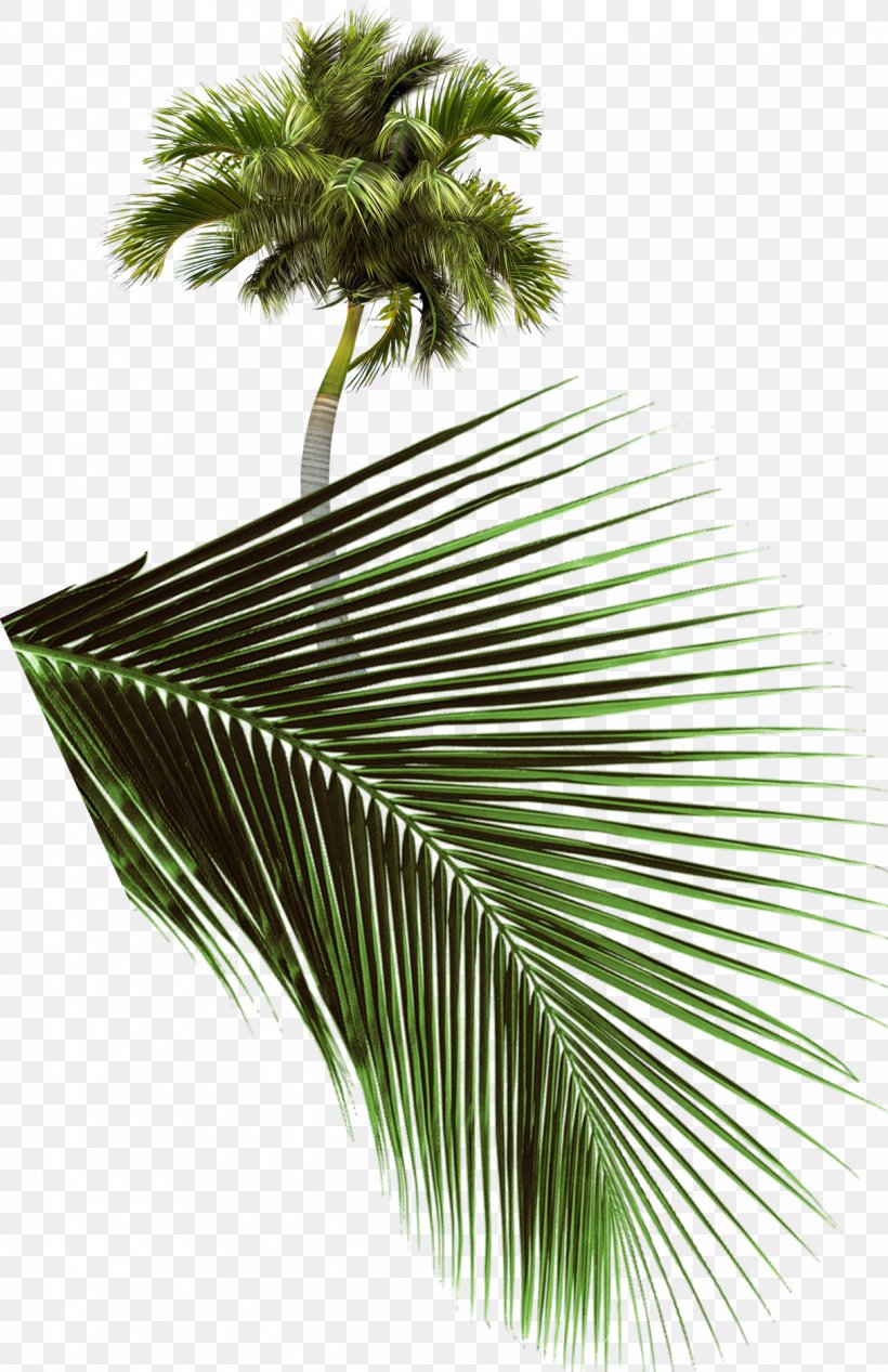 Arecaceae Tree SWF, PNG, 1215x1878px, Arecaceae, Arecales, Asian Palmyra Palm, Borassus, Borassus Flabellifer Download Free