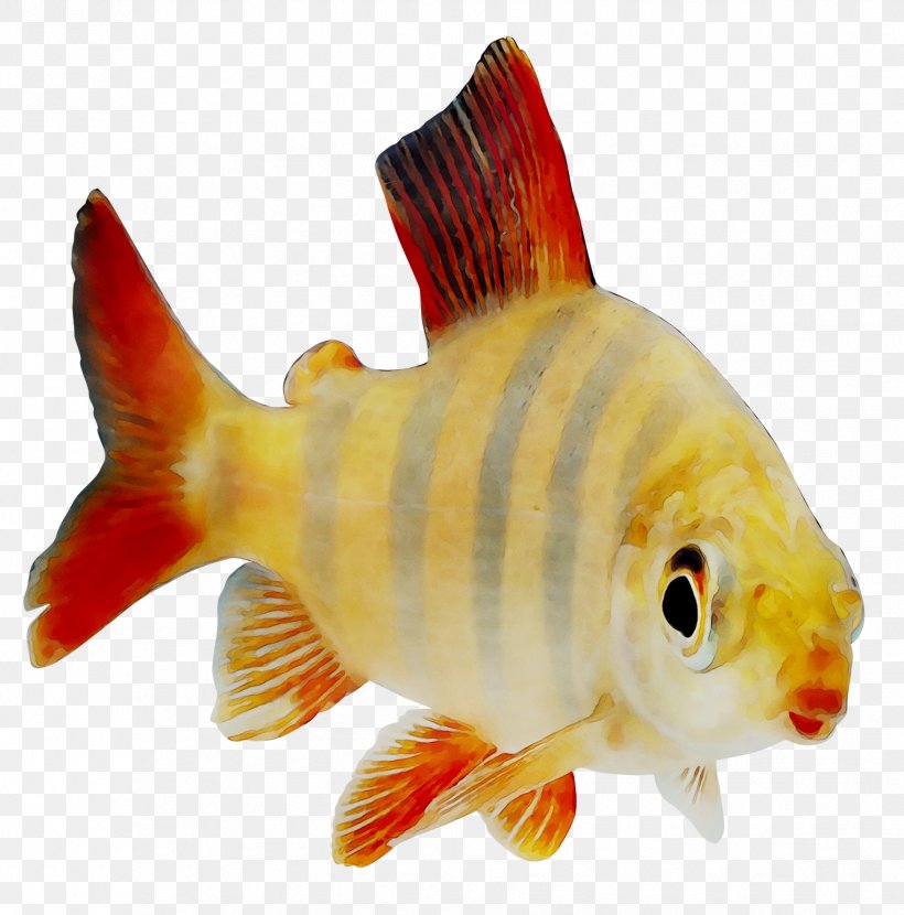 Goldfish Feeder Fish Perch Fish Products, PNG, 1756x1778px, Goldfish, Bonyfish, Carp, Cyprinidae, Feeder Fish Download Free