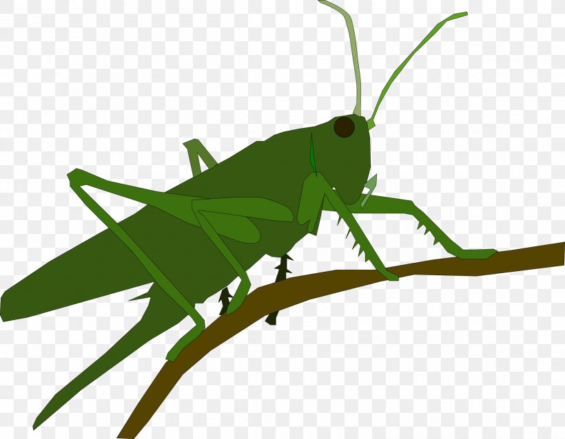 Grasshopper Insect Caelifera, PNG, 2400x1869px, Grasshopper, Animal, Arthropod, Caelifera, Cricket Download Free