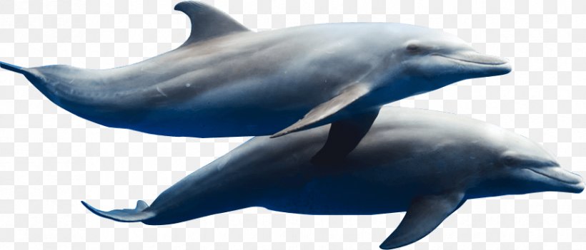 Spinner Dolphin Short-beaked Common Dolphin Common Bottlenose Dolphin Striped Dolphin Rough-toothed Dolphin, PNG, 865x371px, Spinner Dolphin, Black Sea, Cetacea, Common Bottlenose Dolphin, Dolphin Download Free