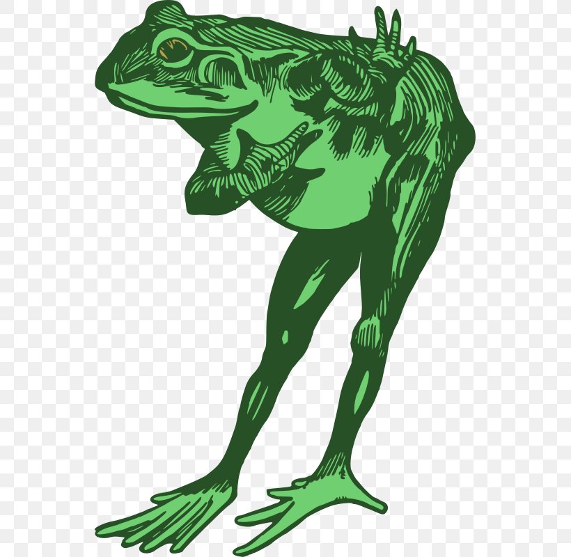 True Frog Amphibian Tree Frog Clip Art, PNG, 547x800px, Frog, Amphibian, Animal, Art, Cartoon Download Free