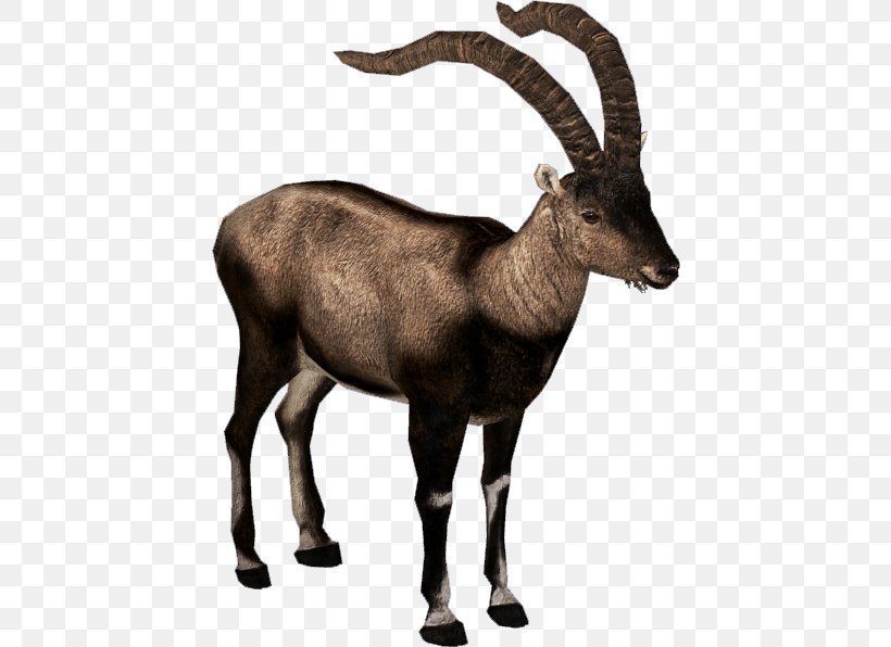 Alpine Ibex Pyrenean Ibex Antelope Pyrenees Bezoar Ibex, PNG, 596x596px, Alpine Ibex, Antelope, Argali, Barbary Sheep, Bezoar Download Free