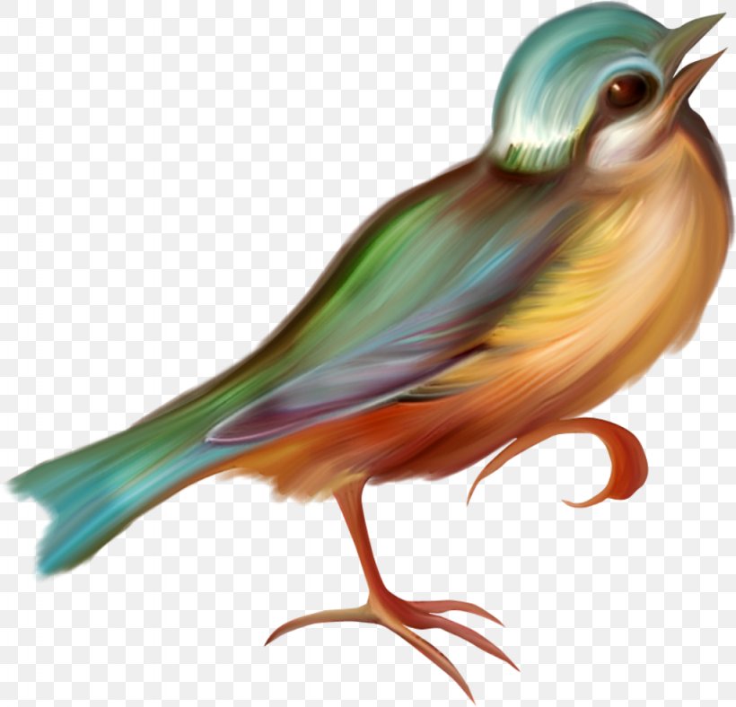 Bird Beak Clip Art, PNG, 1024x985px, Bird, Animal, Beak, Blog, Drawing Download Free