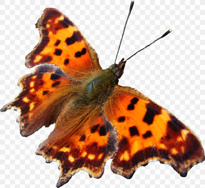 Brush-footed Butterflies Gossamer-winged Butterflies Art Moth Butterfly, PNG, 1600x1472px, Brushfooted Butterflies, Affiliate Network, Art, Art Museum, Arthropod Download Free