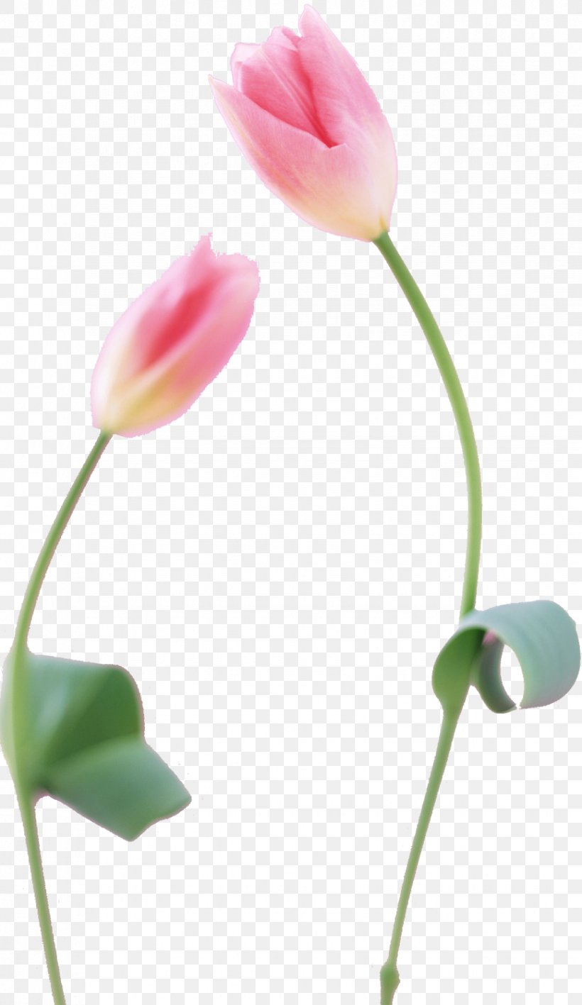 Tulip Photography Flower Petal Plant Stem, PNG, 868x1500px, Tulip, Bud, Flower, Flowering Plant, Hanataba Download Free