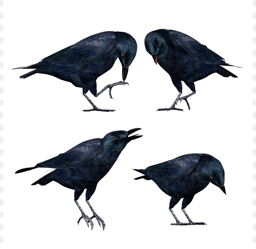 American Crow Rook New Caledonian Crow Stock Photography, PNG, 800x800px, American Crow, Beak, Bird, Blackbird, Common Raven Download Free