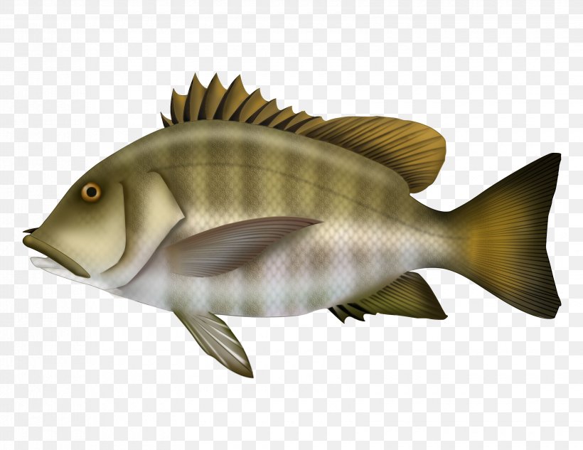 Barramundi Marine Biology Carp Marine Mammal Fish, PNG, 3300x2550px, Barramundi, Biology, Bonyfish, Carp, Fauna Download Free