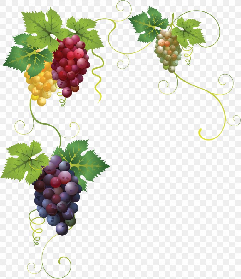 Common Grape Vine Juice Grape Leaves, PNG, 1385x1600px, Common Grape Vine, Berry, Blackberry, Boysenberry, Flowering Plant Download Free