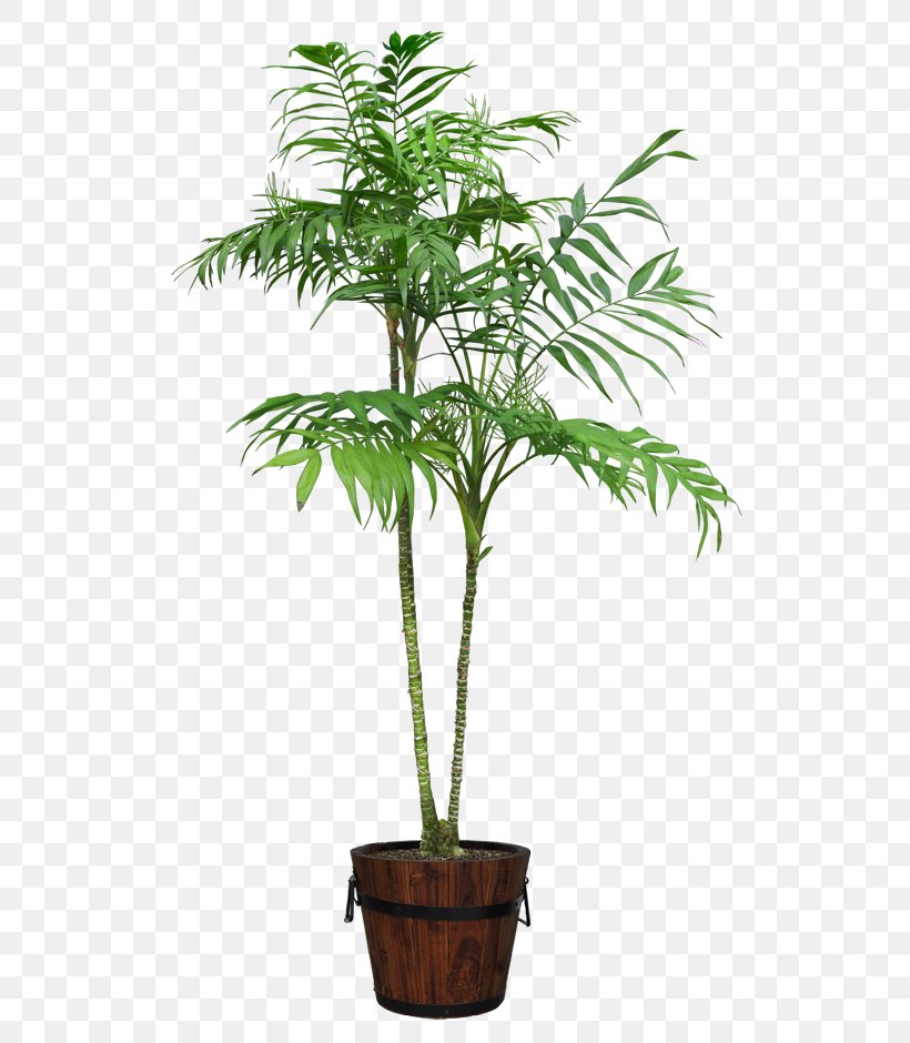 Houseplant Flowerpot, PNG, 540x940px, Houseplant, Arecales, Bonsai, Date Palm, Evergreen Download Free