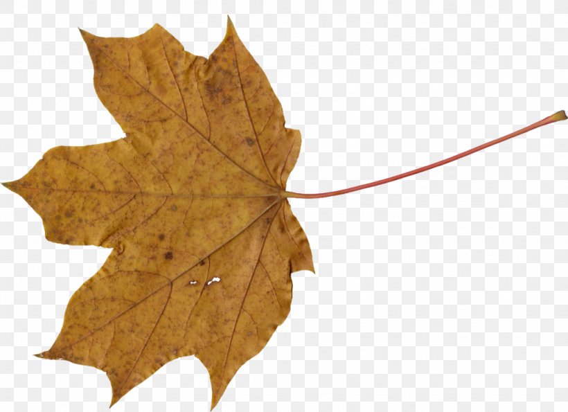 Maple Leaf, PNG, 1024x744px, Maple Leaf, Digital Media, Image Scanner, Information, Leaf Download Free