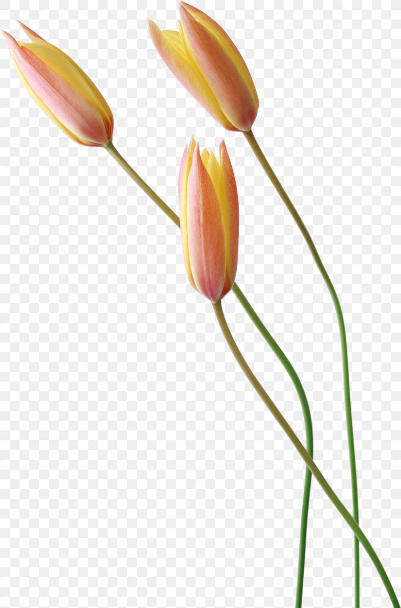 Tulip Dubai Wedding Photography Flower, PNG, 844x1280px, Tulip, Architecture, Bud, Building, Drawing Download Free