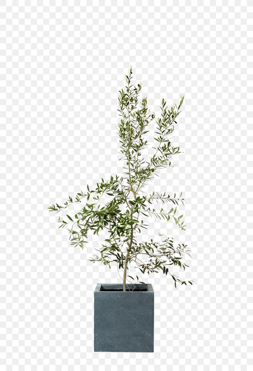 Sageretia Theezans Silverberry Agavaceae Houseplant, PNG, 800x1200px, Sageretia Theezans, Agavaceae, Agave, Bonsai, Branch Download Free