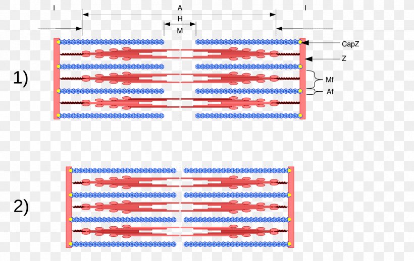Sliding Filament Theory Muscle Contraction Myosin Sarcomere Myofilament, PNG, 1280x810px, Sliding Filament Theory, Actin, Area, Blue, Cell Download Free