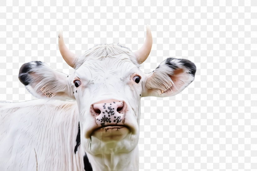 White Horn Bovine Nose Head, PNG, 2448x1632px, White, Bovine, Closeup, Dairy Cow, Ear Download Free