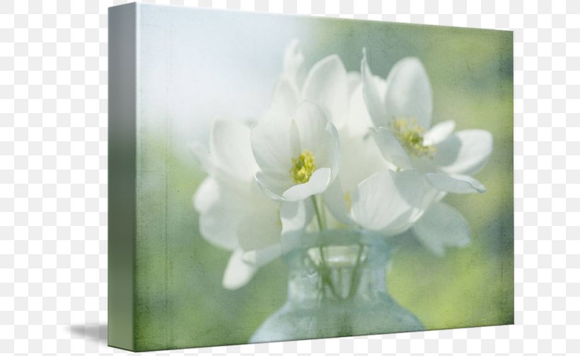 Gallery Wrap Floral Design Art Canvas, PNG, 650x504px, Gallery Wrap, Anemone, Art, Blossom, Canvas Download Free