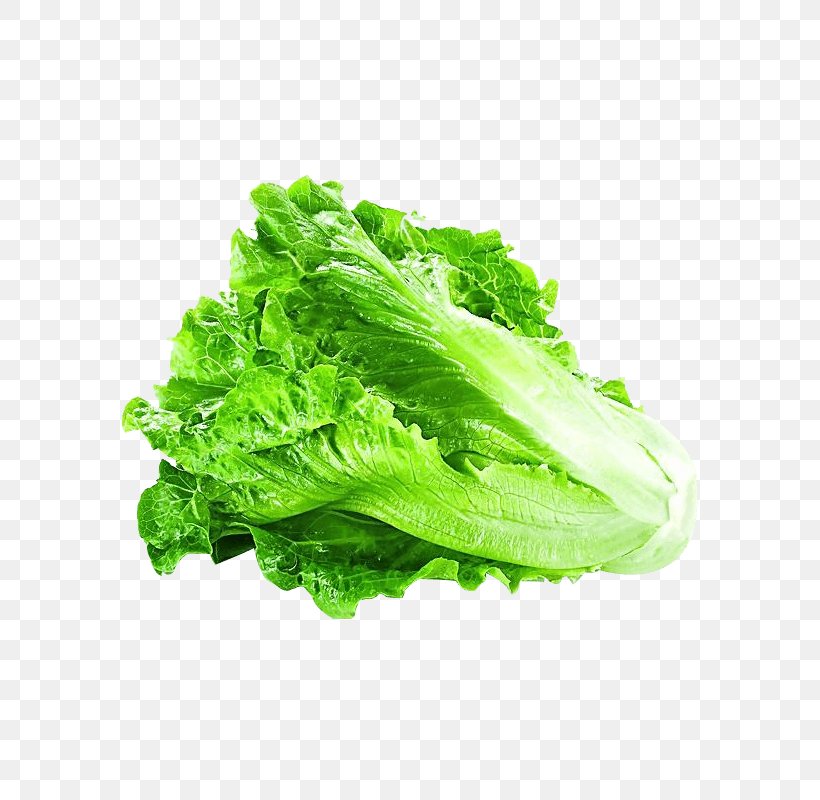 Lettuce Vegetable Greens Clip Art, PNG, 800x800px, Lettuce, Celtuce, Chard, Chinese Cabbage, Chinese Cuisine Download Free
