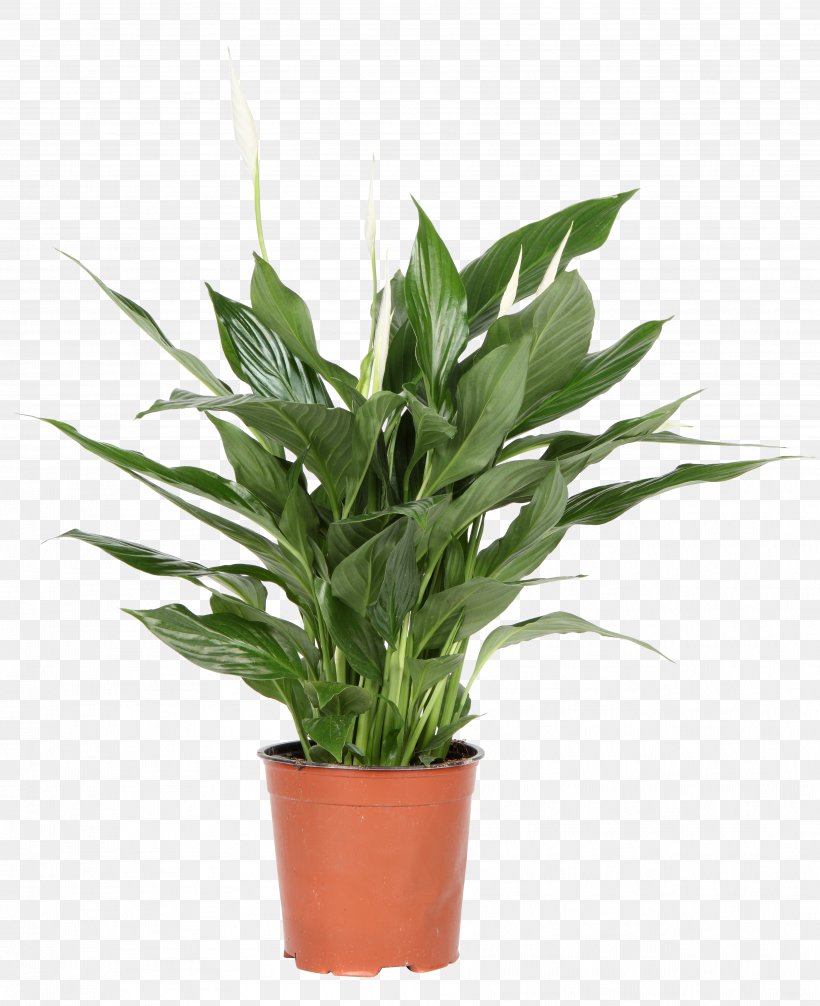 Spathiphyllum Wallisii Light Plant Flowerpot, PNG, 3554x4362px, Spathiphyllum Wallisii, Air Purifiers, Evergreen, Flower, Flowerpot Download Free