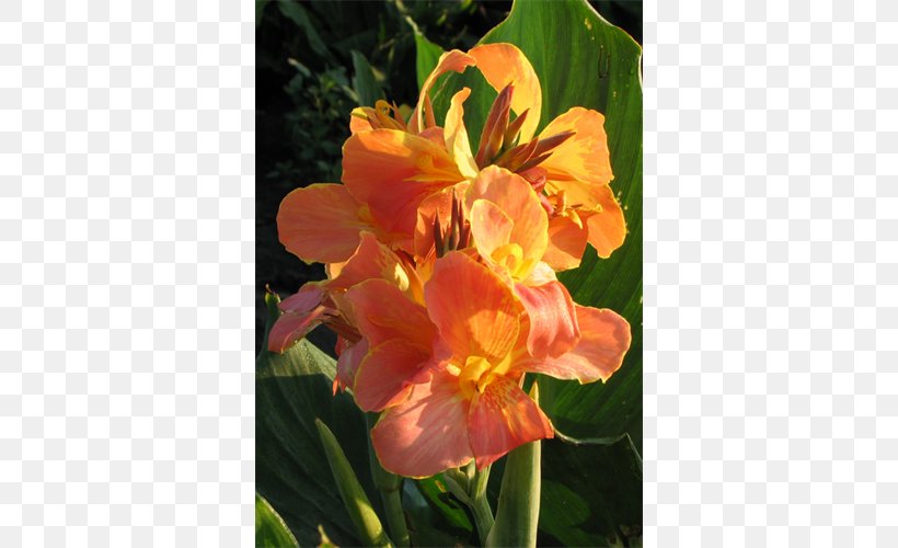 Canna Indian Shot Lily Of The Incas Daylily Herbaceous Plant, PNG, 500x500px, Canna, Alstroemeriaceae, Canna Family, Canna Lily, Daylily Download Free