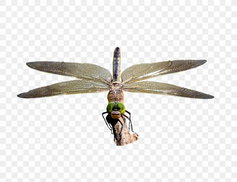 Dragonfly Image Stock.xchng Pixabay Photography, PNG, 932x720px, Dragonfly, Arthropod, Dragonflies And Damseflies, Image Resolution, Insect Download Free