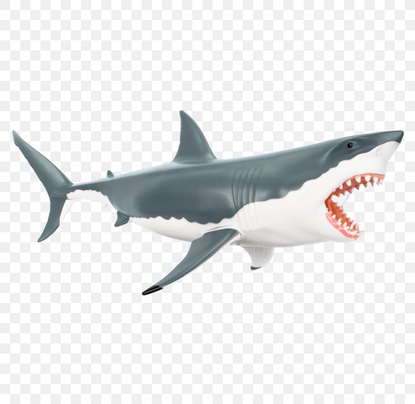 Tiger Shark Great White Shark Chumming Anatomy Lamniformes, PNG, 800x800px, Tiger Shark, Anatomy, Biology, Bull Shark, Carcharhiniformes Download Free