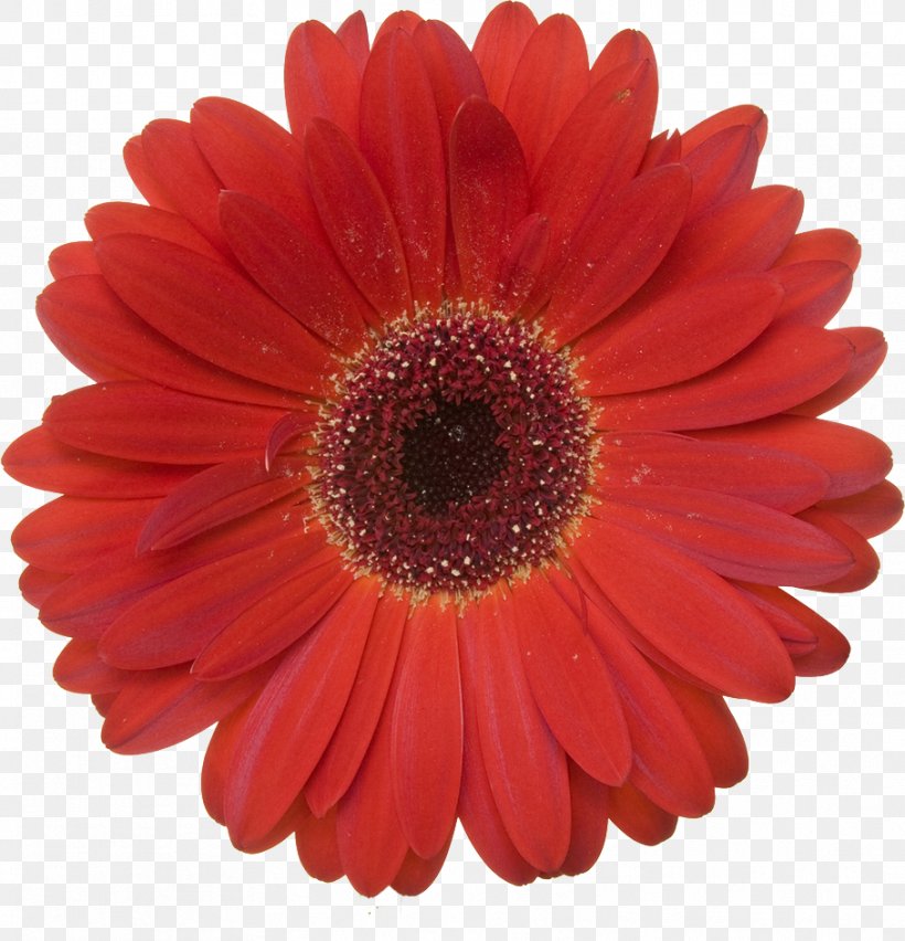 Transvaal Daisy Stock Photography Red Royalty-free, PNG, 909x945px, Transvaal Daisy, Banco De Imagens, Chrysanths, Cut Flowers, Daisy Download Free
