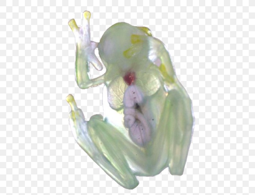 Tree Frog Glass Frog Amphibians Black Rain Frog, PNG, 500x626px, Tree Frog, Amphibian, Amphibians, Animal, Figurine Download Free