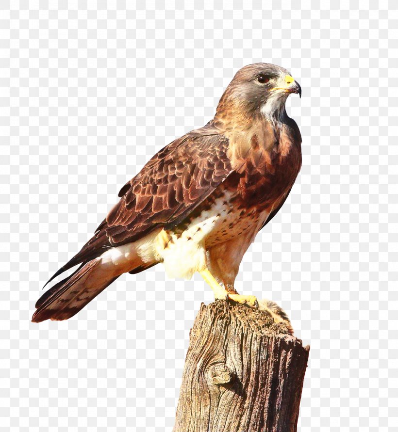 Bird, PNG, 1380x1500px, Hawk, Accipitridae, Animal, Beak, Bird Download Free