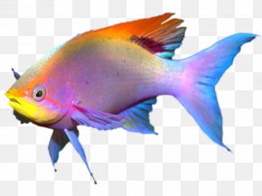 Fish - Coral Reef Fish PNG