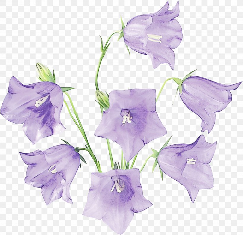 Flower Flowering Plant Purple Plant Canterbury Bells, PNG, 2703x2608px, Watercolor, Balloon Flower, Bellflower Family, Canterbury Bells, Flower Download Free