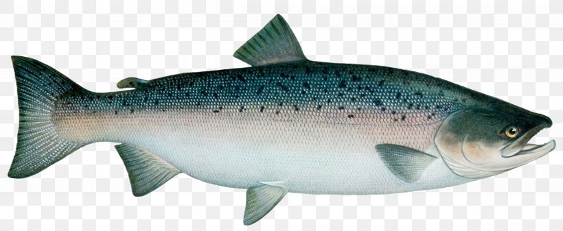 Sardine Coho Salmon Trout Atlantic Salmon, PNG, 4792x1970px, Sardine, Animal Figure, Atlantic Salmon, Bass, Bony Fish Download Free