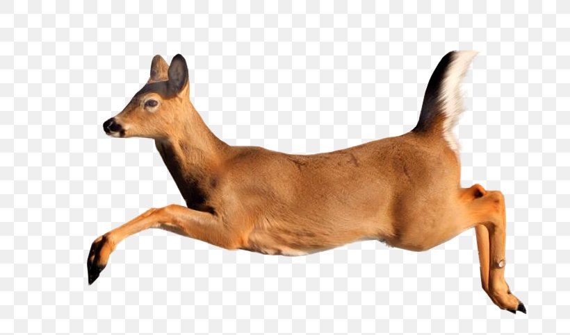 Deer Ungulate Animal Gazelle, PNG, 746x483px, Deer, Animal, Breed, Dog, Dog Breed Download Free