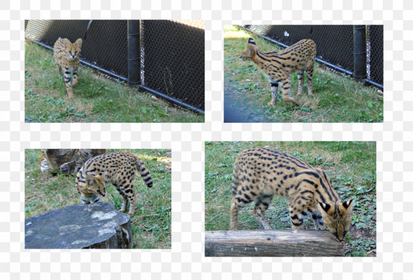 Jaguar Leopard Cheetah Ocelot Ecosystem, PNG, 1024x694px, Jaguar, Animal, Big Cats, Carnivoran, Cat Like Mammal Download Free